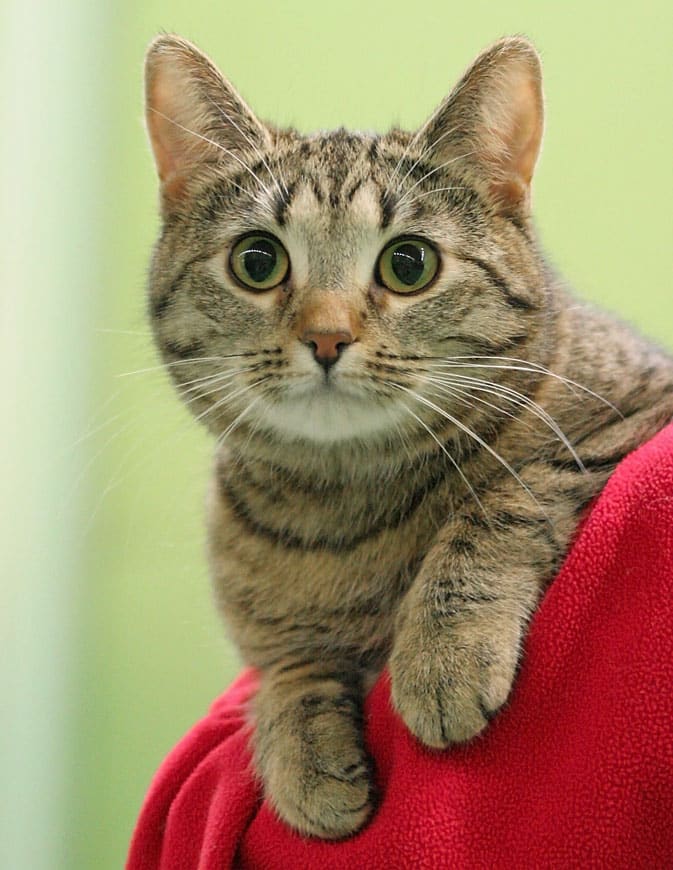 Cream and black tabby European Shorthair cat