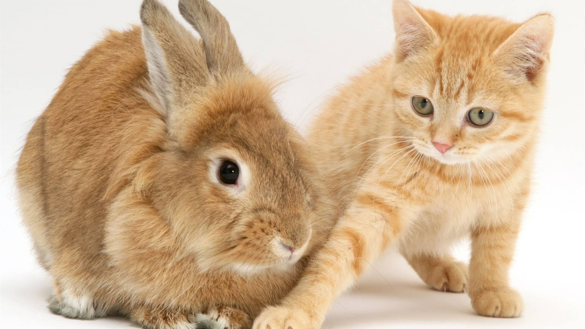 Can cats and bunnies get along: An orange bunny and orange kitten together