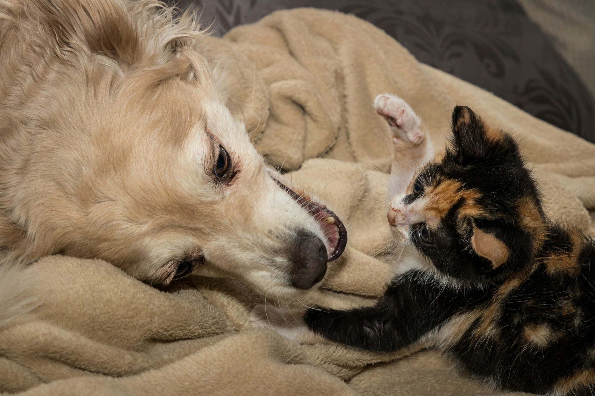 Can cats and dogs communicate with each other? A golden retriever and tortie kitten bonding on the bed